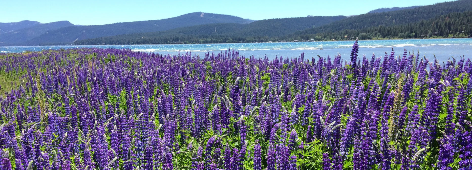 lupines-header